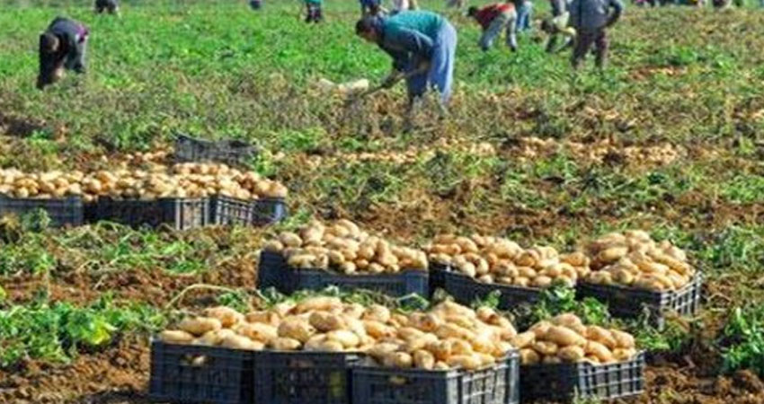 السرس: إنتاج 30 طن من بطاطا المرتفعات بالهكتار الواحد