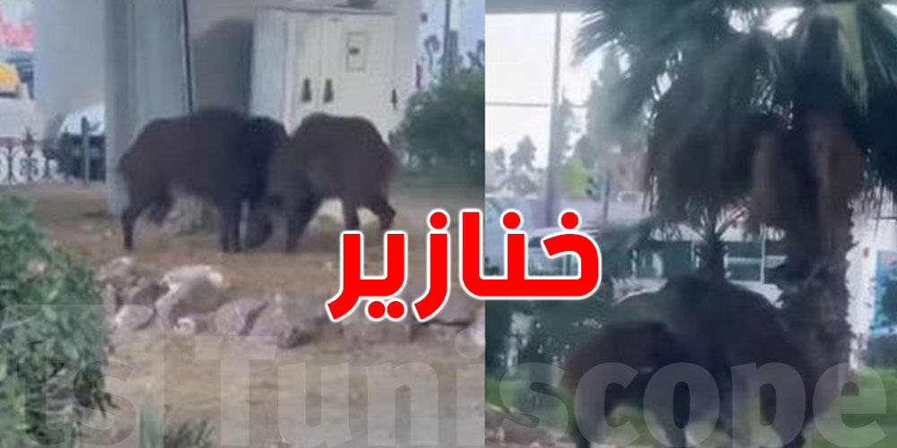 شنوّة صاير في قلب العاصمة؟ خنازير تتجوّل