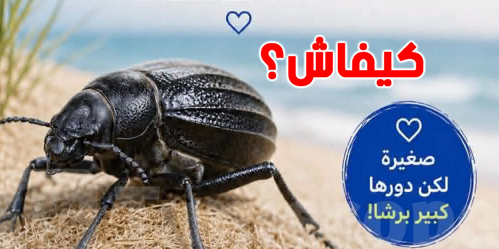 الخنفساء السوداء: ''عامل نظافة'' مهدّد بالإنقراض