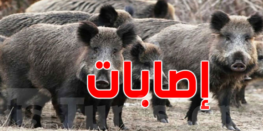صفاقس: خنازير تُهاجل المتساكنين وتحيل أحدهم على الإنعاش
