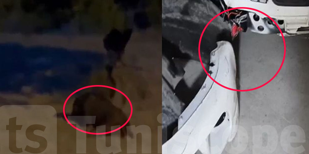 كان ينقل مريضاً.. خنزير بري يتسبب في حادث لسيارة إسعاف بالساحلين