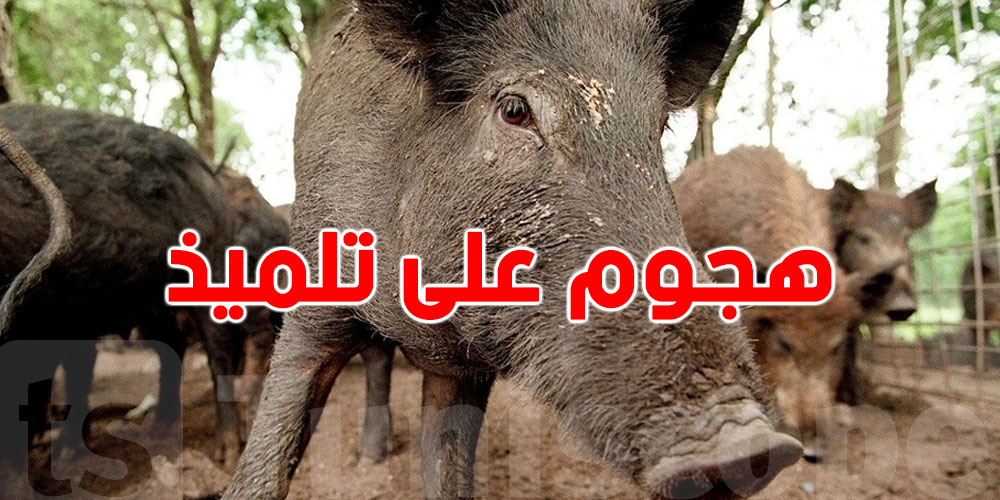 عاجل في القيروان: تلميذ ينقل إلى الإنعاش بعد هجوم عنيف من خنزير