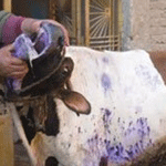 الجزائر: ذبح أكثر من 900 رأس أبقار بسبب الحمى القلاعية