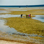 Festival environnemental aux îles El-Kneiss du 15 au 17 juin