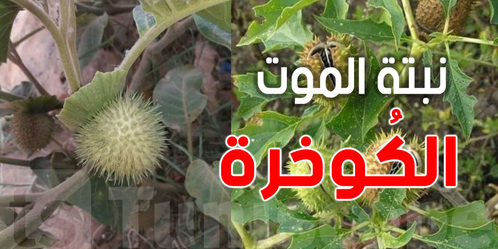 نبات قاتل في شوارع تونس..شنيا هي نبتة ''الكُوخرة''؟