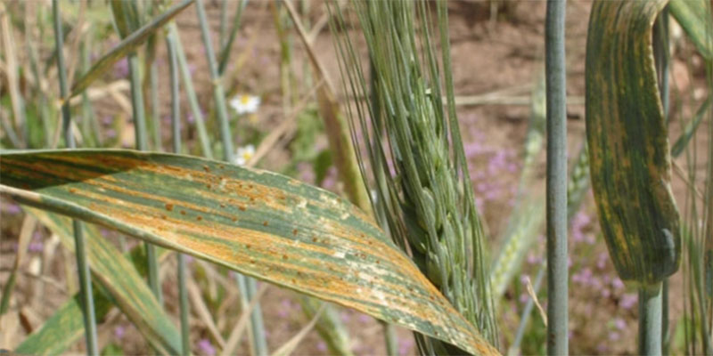 وزارة الفلاحة توضح تواصل ظهور مرض الصدأ التاجي بمزارع القصيبة