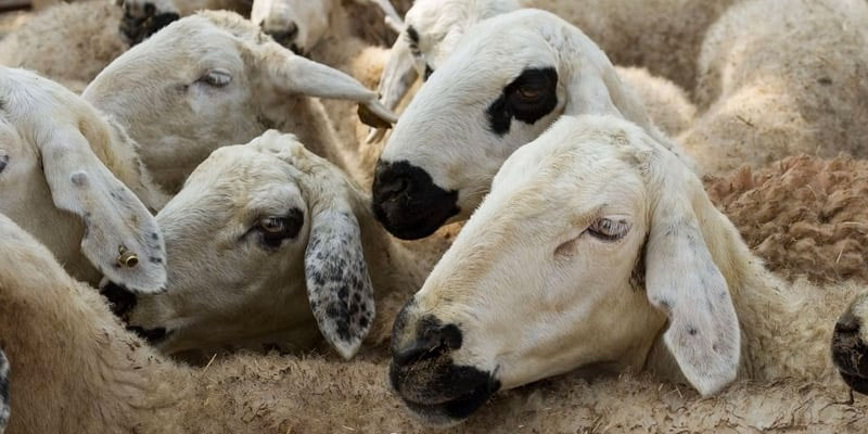Monastir : 34 mille moutons disponibles sur le marché à l'occasion de l'Aid Al-Idha 
