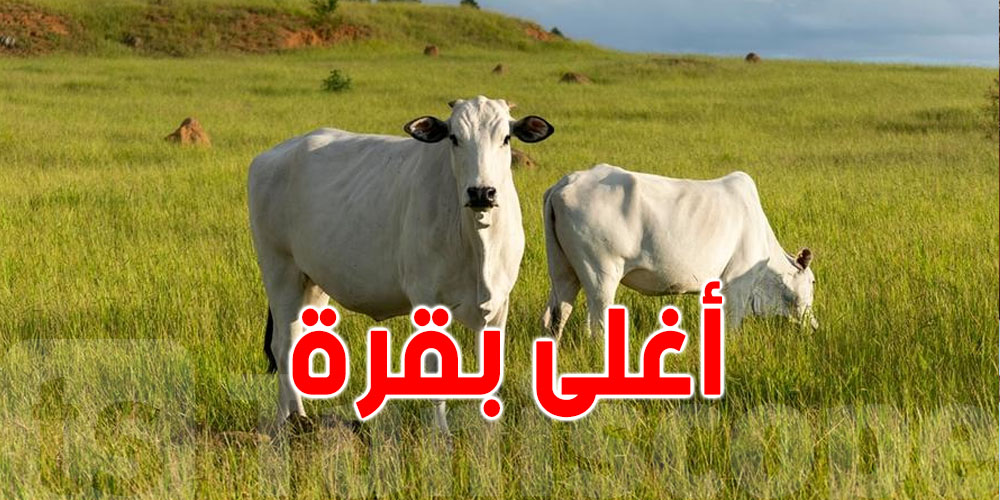 أغلى بقرة في العالم...السعر صادم