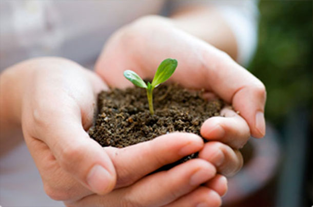 La Tunisie dispose de l’unique laboratoire de production des plants in vitro, dans l’Afrique du nord