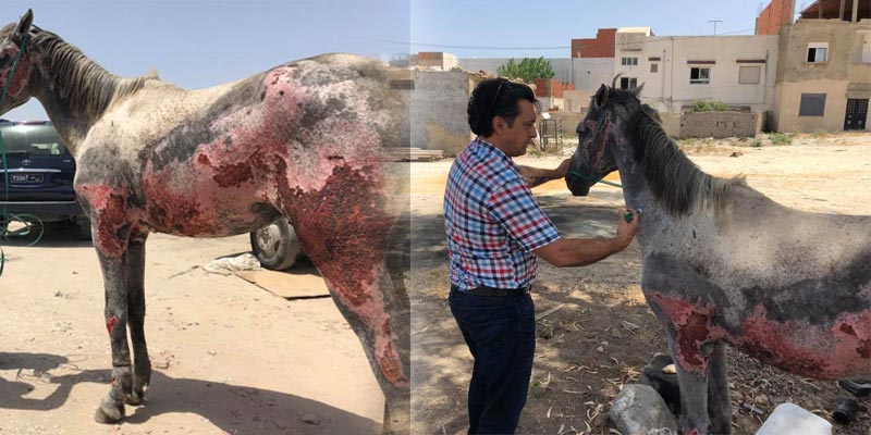بالصور: بلدية حلق الوادي تصدر توضيحا بخصوص الحصان ''المحروق''
