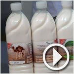 En vidéo : Détails de l'affaire du lait camelin retiré du marché