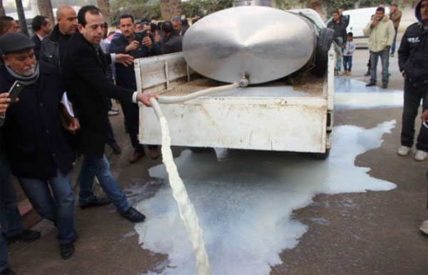 باجة: مراكز تجميع الحليب تدخل فى اضراب مفتوح وامكانية اتلاف اكثر من 135 الف لتر يوميا