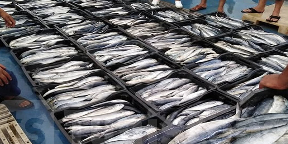 اللمبوكة ممنوع تصطادها قبل 15 أوت...و هذا علاش