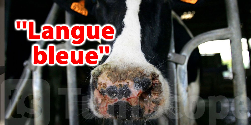 Les éleveurs appelés à protéger leur bétail de la maladie de la langue bleue
