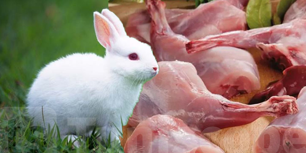 Tunisie : Les Tunisiens appelés à manger la viande du lapin 