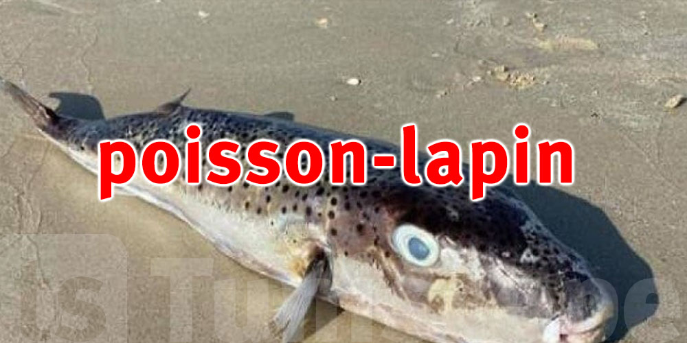 Comment vous protéger du poisson-lapin venimeux répandu en Tunisie ?