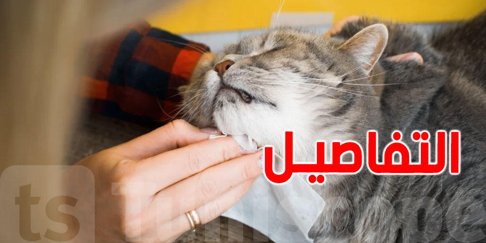 الدكتور الفقي يكشف أعراض حساسية القطط