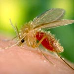 La saison des moustiques approche… Attention à la Leishmaniose !