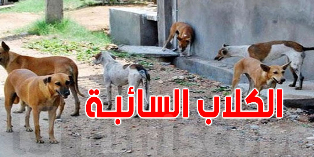 هكذا تتصرف في حالة تعرضّك لهجوم من الكلاب السائبة