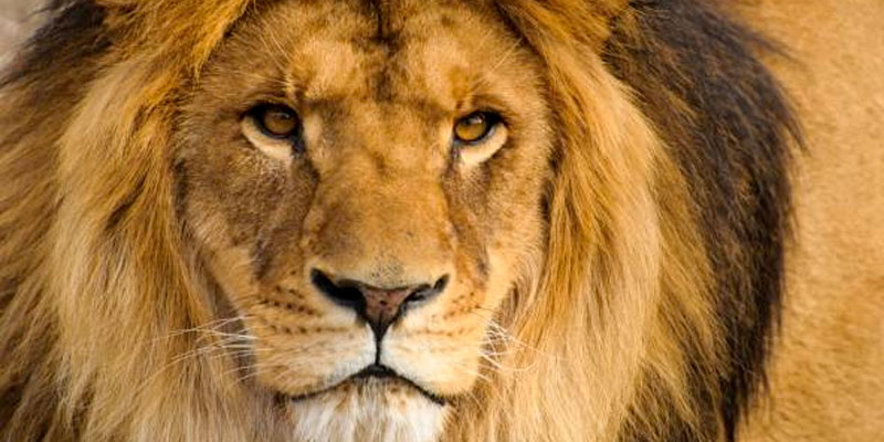 Cinq félins dont deux lions s'échappent d'un zoo en Allemagne