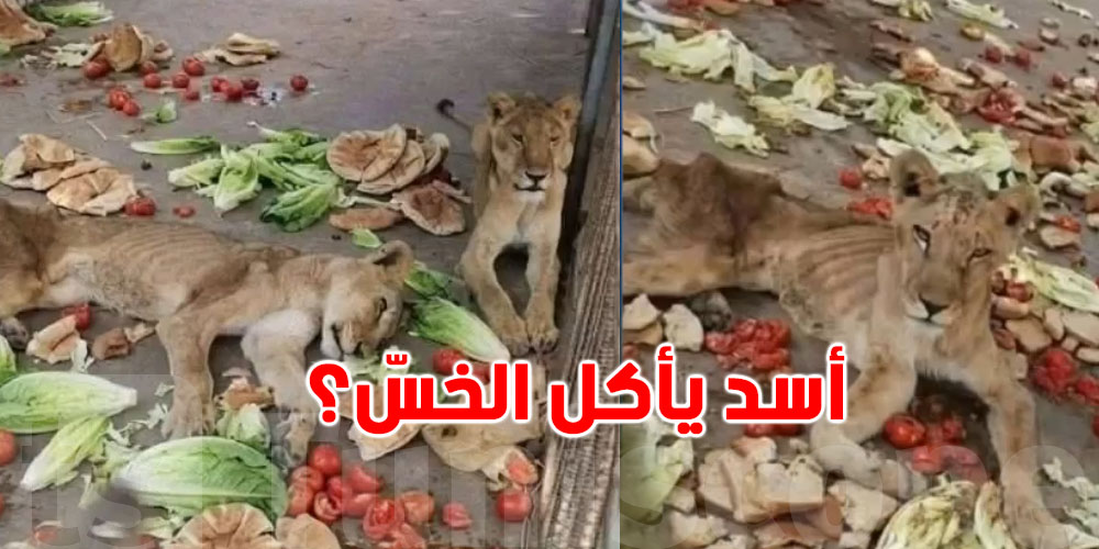 عاجل: أسد ڨفصة ياكل خس وطماطم؟ شنّوة الحقيقة؟