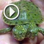 Thelma et Louise : Une tortue bicéphale fait le buzz au zoo de San Antonio