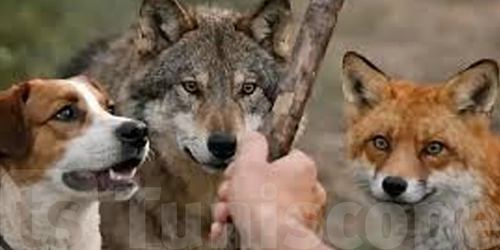 Ahmed Rajeb : Élever des loups ou des animaux sauvages, c'est interdit en Tunisie