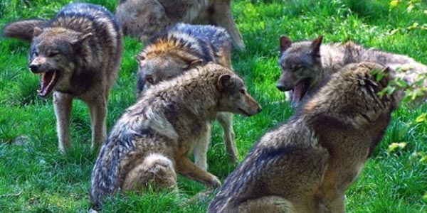 10 loups échappent à une réserve et menacent les habitants à Oueslatia