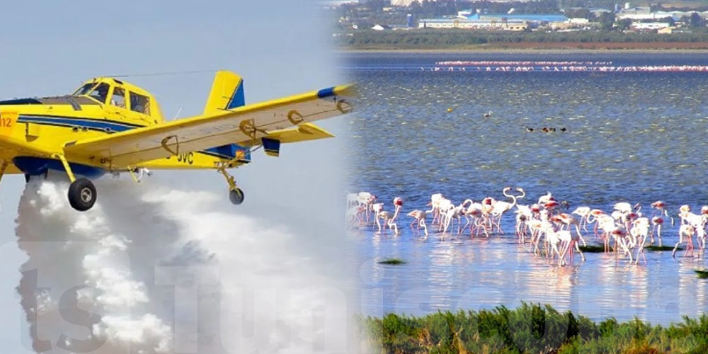 Programme de lutte contre les insectes : risques pour les abeilles à Tunis et Sidi Hassine