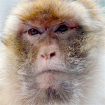 Un singe macaque arrivé d'Algérie découvert au Kef