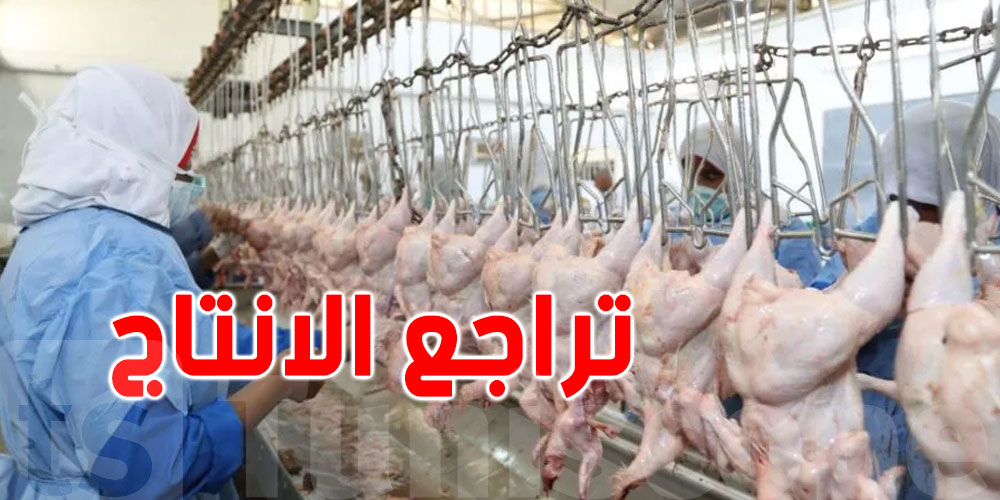 اصحاب مذابح الدواجن يُحذّرون من تراجع الانتاج