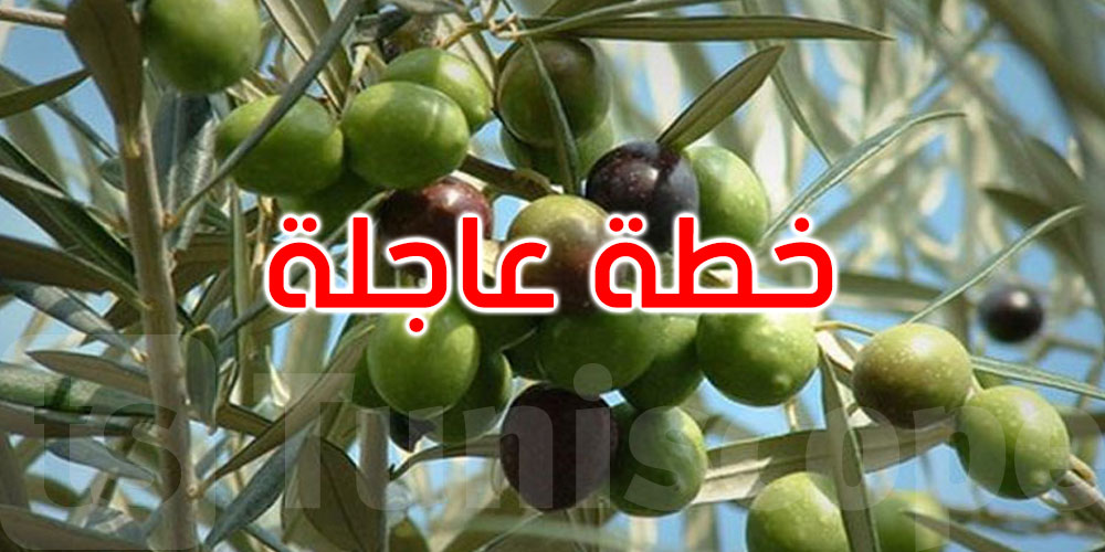 وزارة الفلاحة: برنامج تدخل استثنائي لتطويق مرض سل الزيتون بملولش