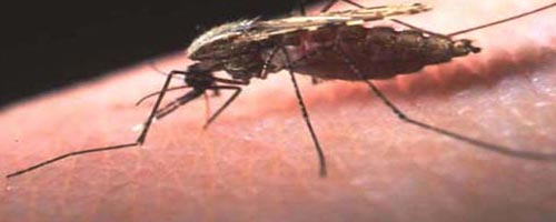 malaria-17072013-1.jpg