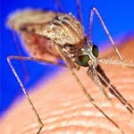 Cas d’atteinte de malaria dans la région des Berges du Lac 