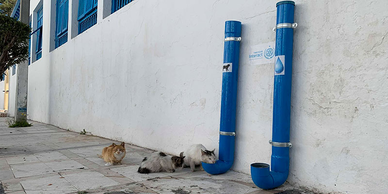 Nouveauté : De la Nourriture pour animaux en Self Service à Tunis