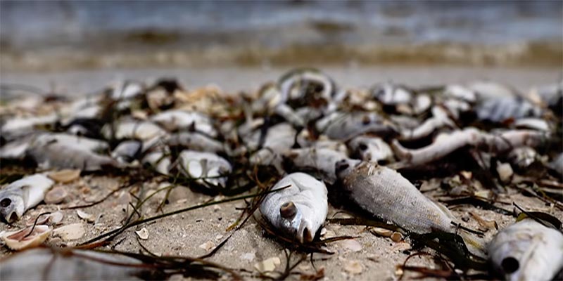 Une marée rouge tue l’écosystème marin en Floride