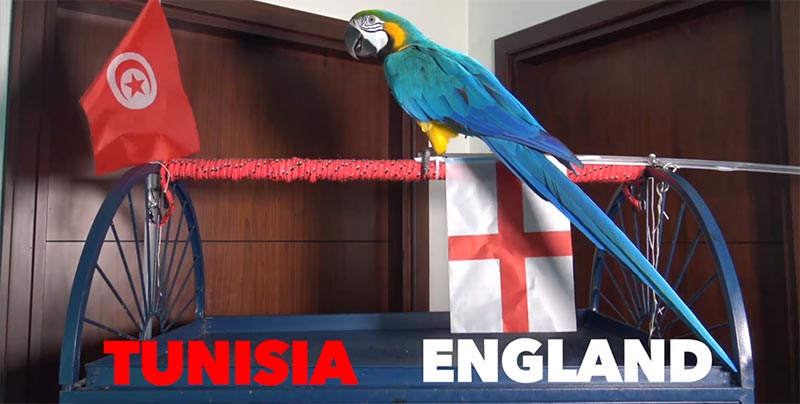 بالفيديو: ببغاء يتكهّن فوز تونس على حساب انجلترا
