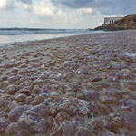 Des centaines de milliers de méduses envahissent la plage d'Aïn Charchara à Ras Jebel, Bizerte