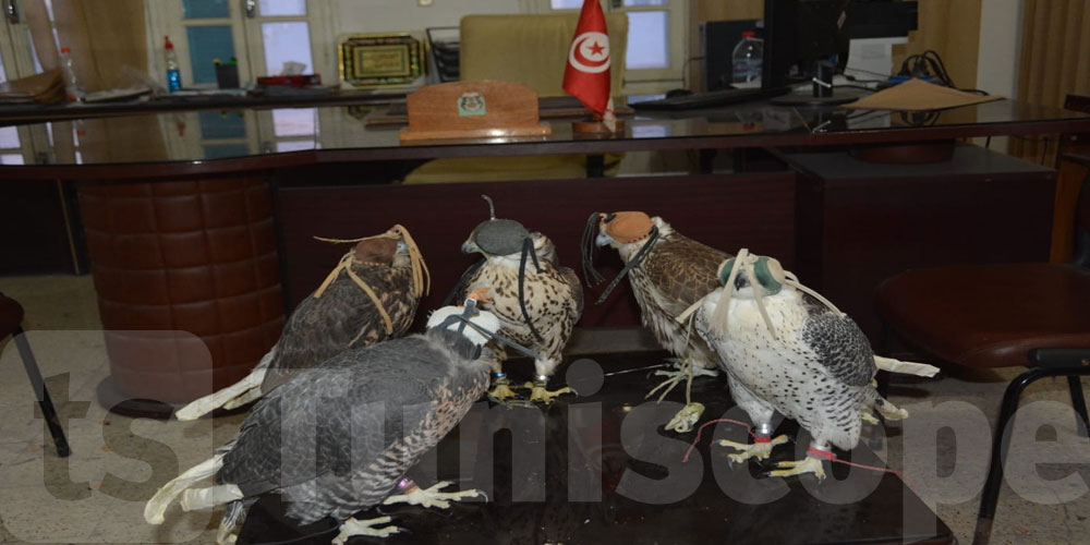 مدنين: حجز 05 طيور جارحة نوع صقور ملكية نادرة