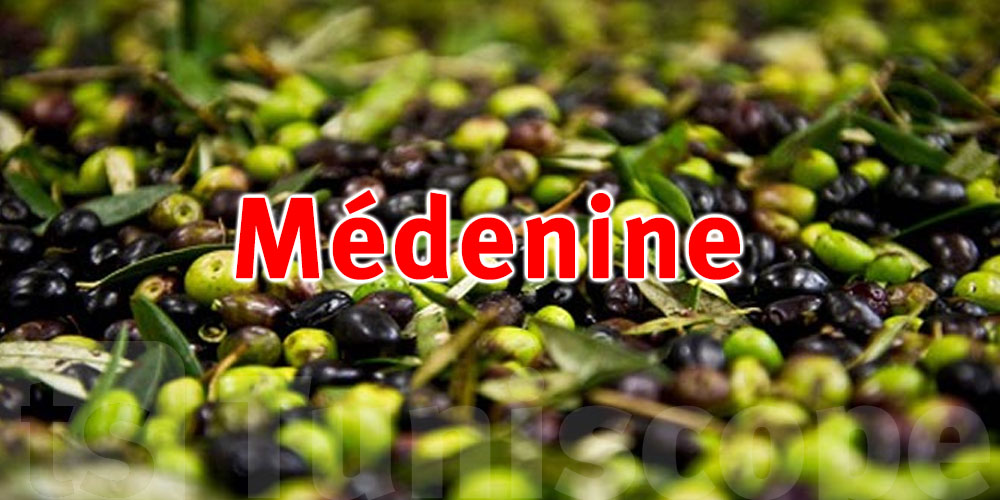 Médenine: La récolte des olives estimée à 115 mille tonnes
