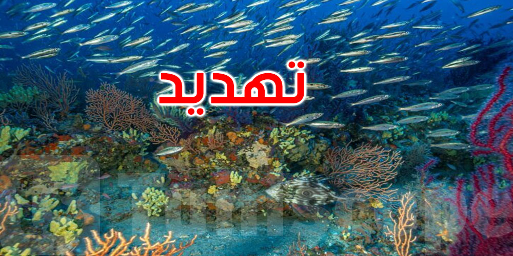 تونس: ارتفاع قياسي في درجات الحرارة يهدد التنوع البيولوجي للبحر المتوسط
