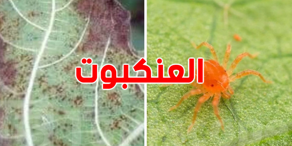 أصابت 80 بالمائة منها... حشرة العنكبوت تجتاح أشجار التين بمدنين