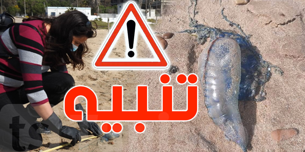 ظهور أول ''حريقة'' سامة في الشواطئ التونسية، وزارة الفلاحة تحذر