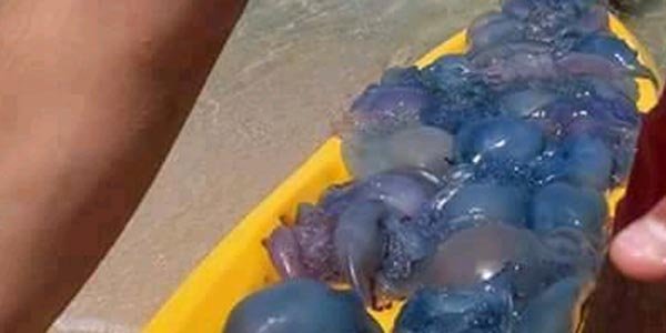 Photos du jour : Des grosses méduses trouvées sur la plage de Mahdia
