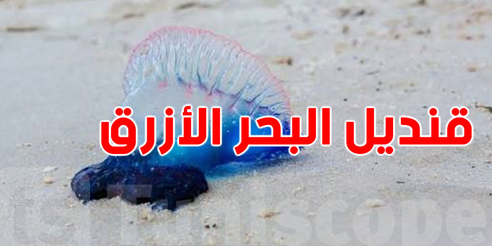 قنديل البحر الأزرق في تونس: تحذير عاجل للمصطافين
