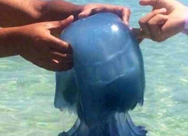 La méduse chou-fleur envahit nos plages, voici comment soigner ses piqûres