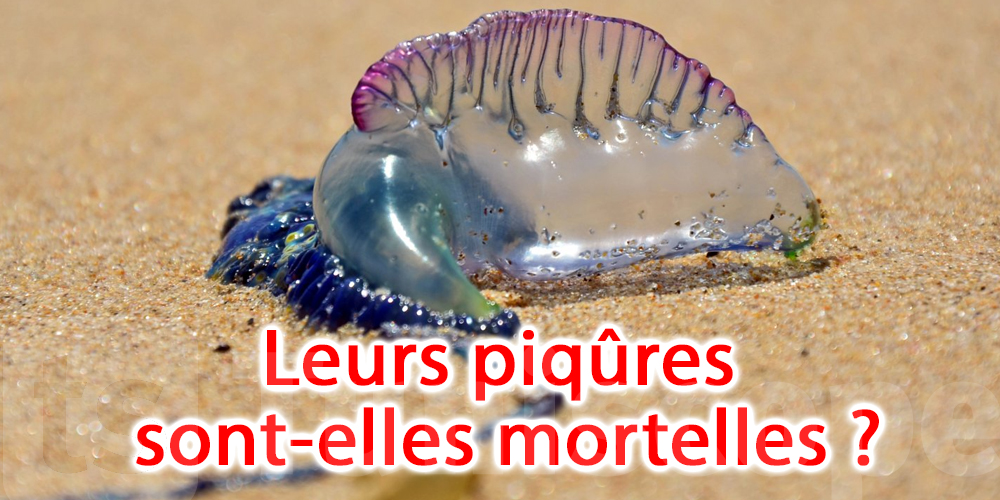 Physalies repérées sur des plages en Tunisie, faut-il vraiment s'inquiéter ?