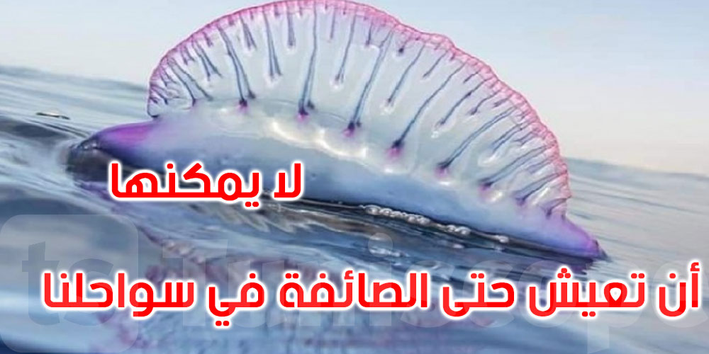 حقيقة ‘الحريقة’ القاتلة في سواحل تونس: مهندس في علوم البحار يوضح