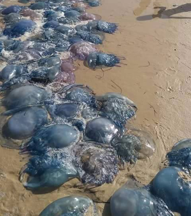 Photo du jour : Un nombre important de méduses s’échoue sur la plage du Chaffar
