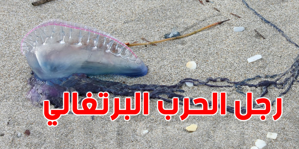 يظهر في سواحل تونس: شنّوة هو ''رجل الحرب البرتغالي''